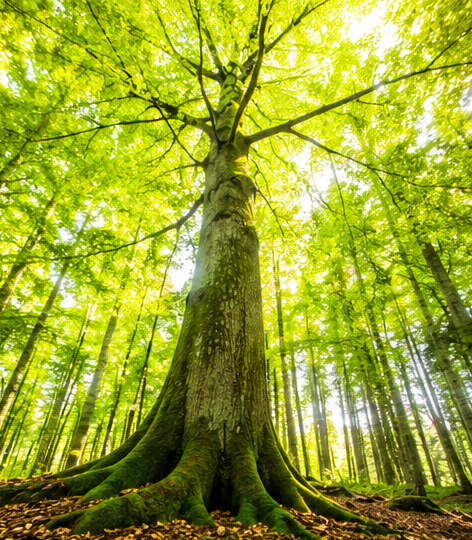 Investissement dans les forêts